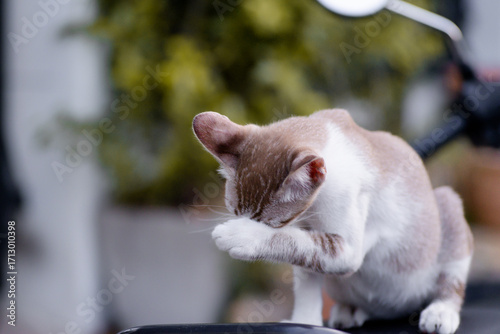 The Thai cat Siamese cat breed with lick on the leg on foot on blurry background. Concept of cat cleaning body.