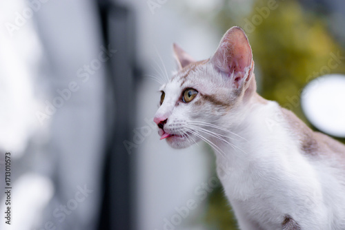 Portrait of Thai cat with Siamese cat breed on blurry background. Cat looking something. Pet and animal lover.
