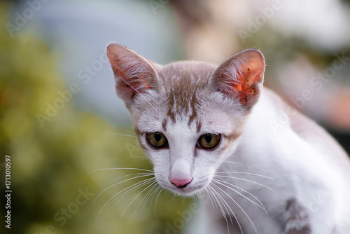 Portrait of Thai cat with Siamese cat breed on blurry background. Cat looking something. Pet and animal lover.