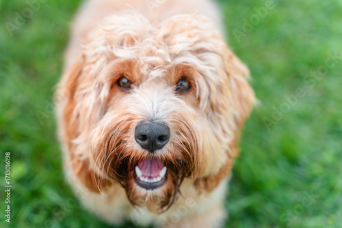 Portrait of cute Brown curly shaggy dog goldendoodle on the grass in summer