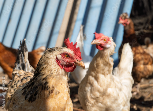 Foto The rooster stands proudly among his hens and fluffy chicks, watching them as they peck the ground