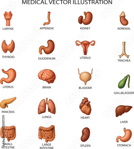 Detailed human internal organs illustration chart for medical education