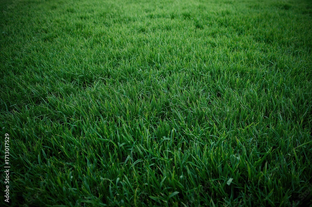 Obraz premium Natural green grass texture and pattern for backdrop