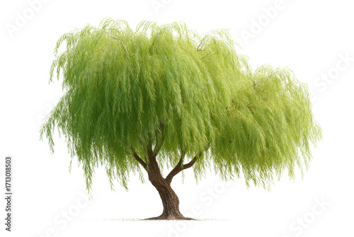 Lush green weeping willow tree with drooping branches, cut out