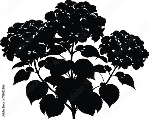 Hydrangea Bush Silhouette | Hydrangea Plant Vector Design
