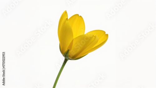 Wallpaper Mural Single yellow blossom with a plain white background Torontodigital.ca