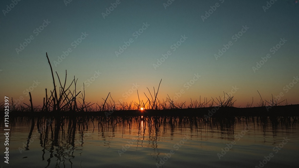 Obraz premium Outline of young mangrove plants standing in ocean water during dusk