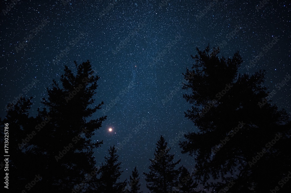 Fototapeta premium Dark pine tree outlines beneath a sparkling night sky