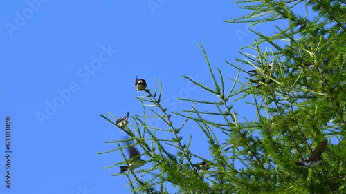Swallows playing in the wind and landing on a larch tree
