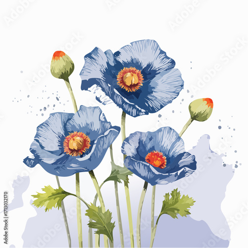 blue himalayan poppies graphite sketch with muted lavender watercolor wash for dreamy botanical design