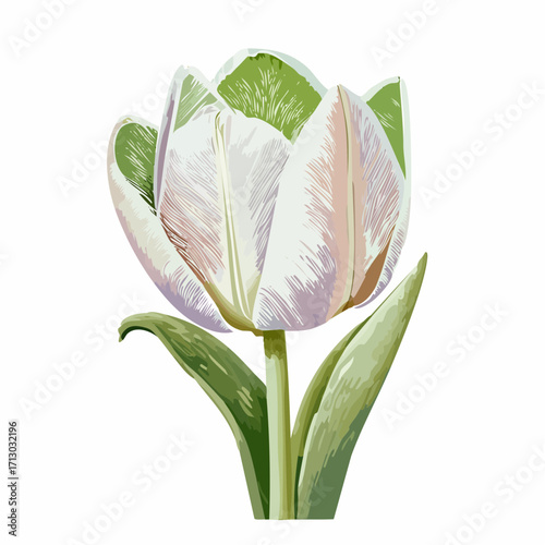 queen of the night tulip graphite sketch with pale aqua watercolor wash for dramatic floral art
