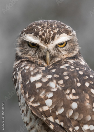 Silent Watcher: Close-Up of a Burrowing Owl