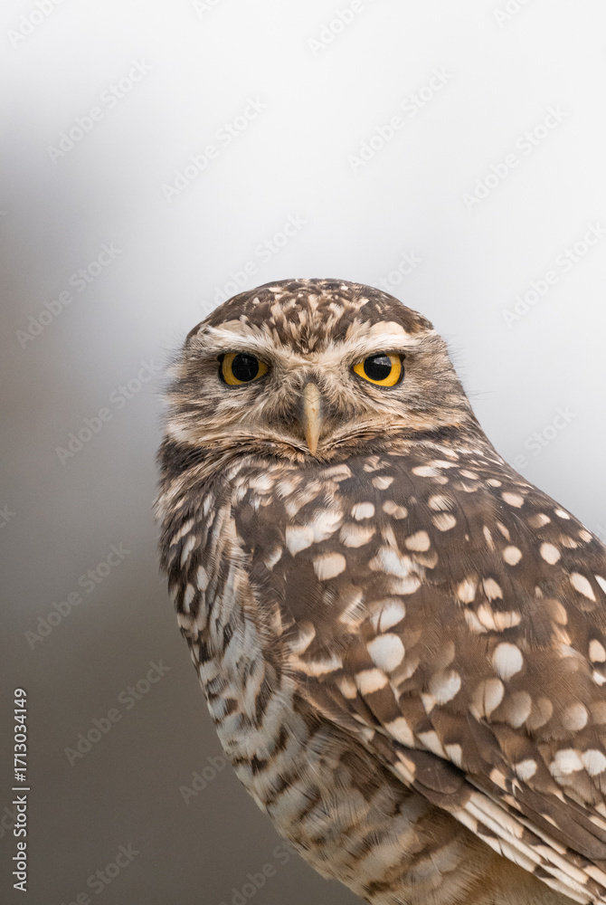 Naklejka premium Silent Watcher: Close-Up of a Burrowing Owl