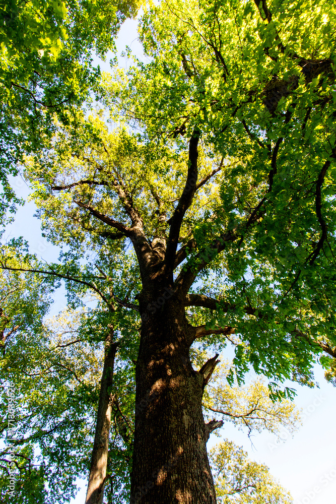 Obraz premium Tall Trees, Angel Mounds State Historic Site, Evansville, Indiana
