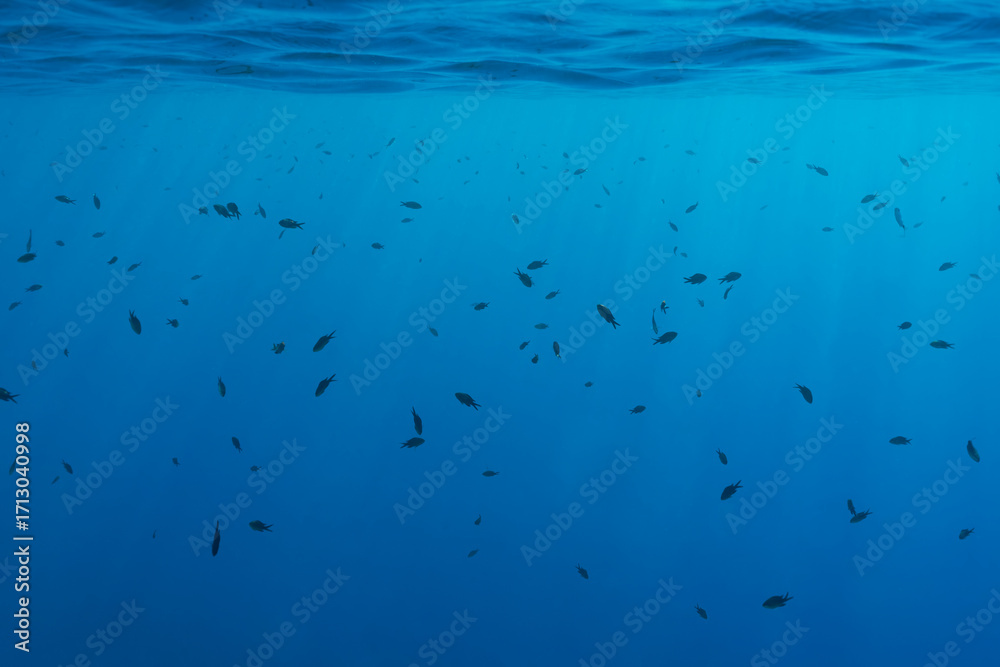 Obraz premium A serene underwater scene featuring a large school of small fish swimming freely in the deep blue ocean with sunbeams.