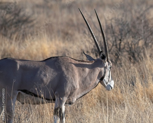 Oryx Antelope walking through Savannah grass at the Samburu national park in Kenya