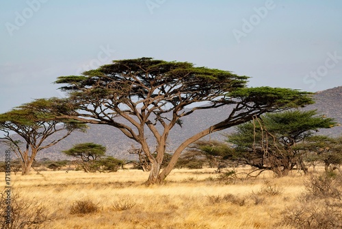 Acacia trees in the savannah of the Samburu National park in Kenya