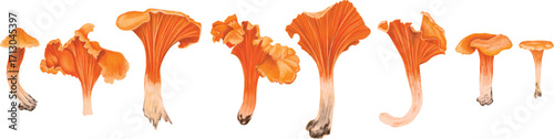 Chanterelles pattern on a black background. Various mushrooms, various natural materials. The basis for decor of fabric, paper, notebook covers, wallpapers. Vector pattern with edible raw mushrooms.