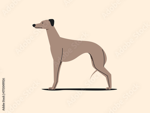 Illustration of a greyhound dog standing in profile on a light background.