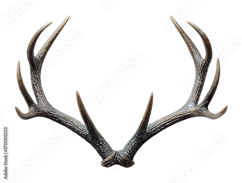 Decorative reindeer antlers