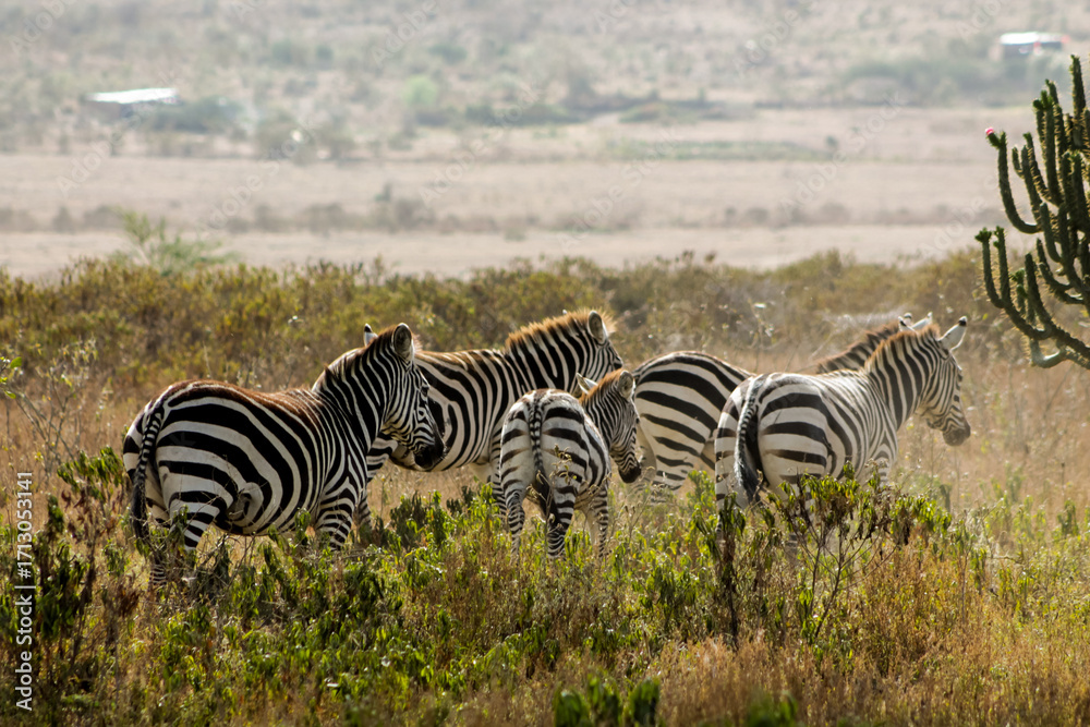 Fototapeta premium Zebras in African savana on dry grass at safari game wild nature in Masai Mara, Amboseli, Samburu, Serengeti Tsavo national parks of Kenya and Tanzania. Zebra mammal animal wildlife in Africa savannah