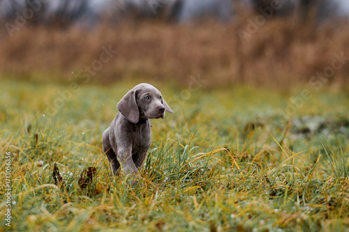 Cute and adorable little Weimaraner puppy in nature. Little hunting dog