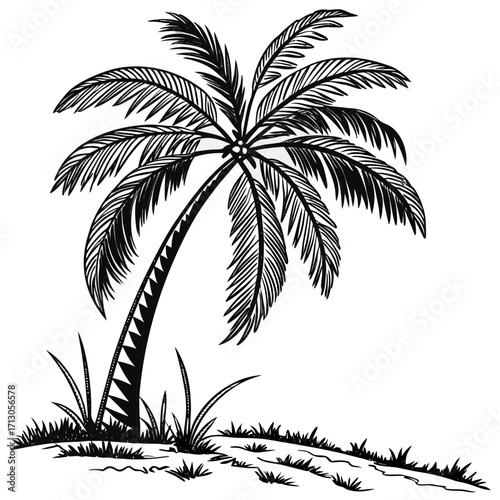 palm tree silhouette