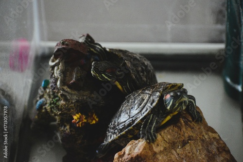 Two Red-Eared Slider Turtles Resting on Rocks in an Aquarium