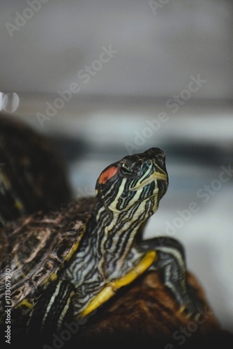 Red-Eared Slider Turtle on Rock in Aquarium