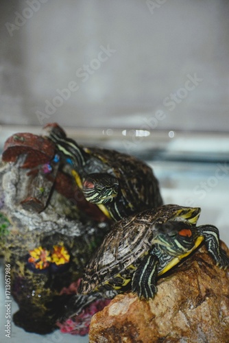 Two Red-Eared Slider Turtles Relaxing on Rocks in a Water Tank