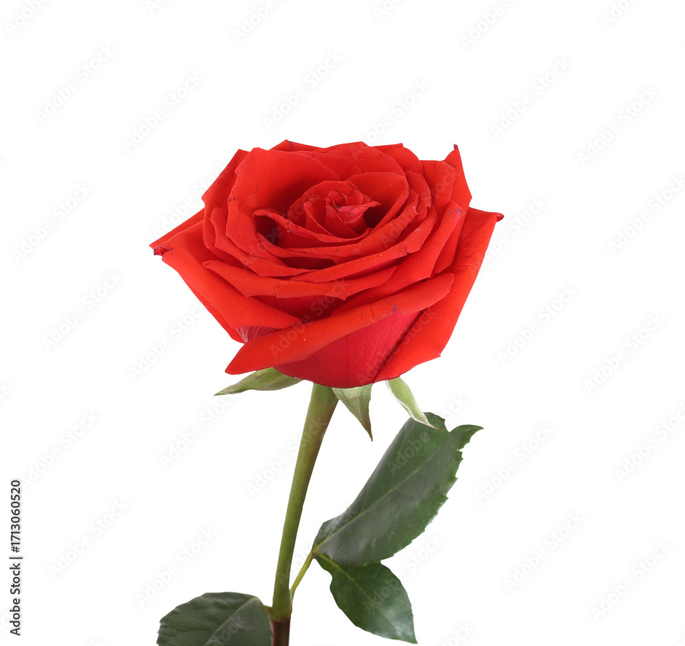 Naklejka premium red rose flower isolated on transparent background 