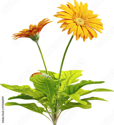 Side view of wildflower - Yellow Gerbera