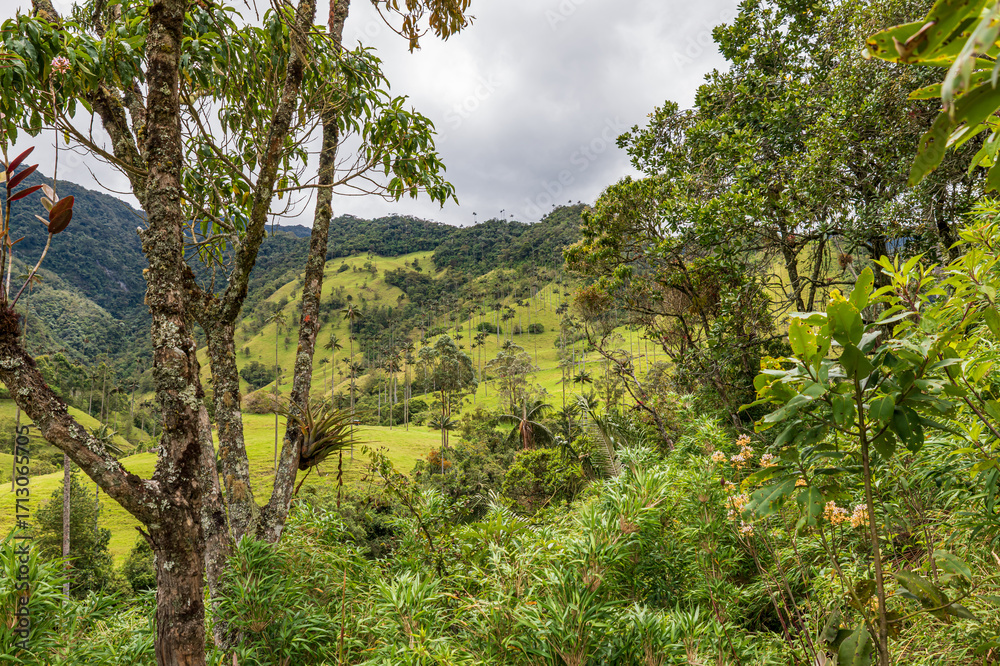 Fototapeta premium Salento (Quindio), Colombia, 08.15.2025: landscape view of the Cocora Valley with the high Wax Palm declared as the national tree and symbol of Colombia.