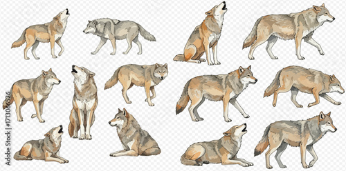 A collection of realistic watercolor illustrations of gray wolves in various poses like walking, sitting, and howling.
