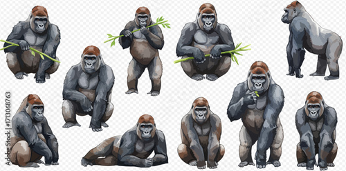 A collection of watercolor illustrations of gorillas in various poses, including sitting, standing, lying down, and eating bamboo, isolated on a transparent background.