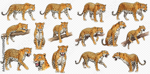 A collection of realistic leopards in various poses, including walking, sitting, roaring, and resting on a branch, isolated on a transparent background.