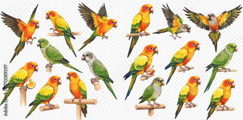 A set of colorful Sun Conure and Quaker parrot illustrations in various poses, including perching on branches and flying.