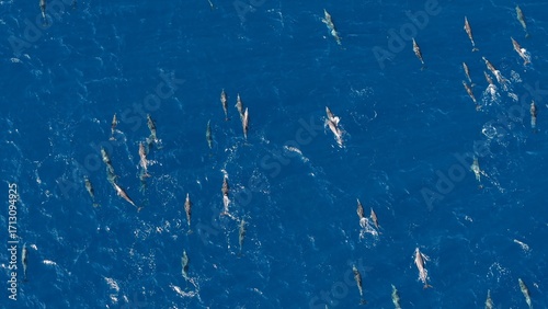 Photos dolphins at baja