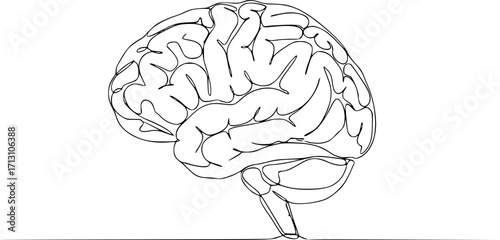 Outline illustration of a human brain in profile view  