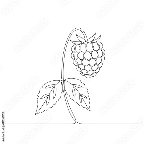 Raspberry plant illustration with leaves and fruit on white background  