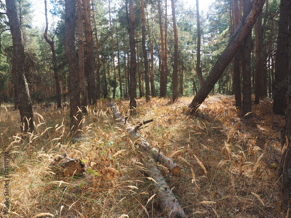 Obraz premium forest in autumn