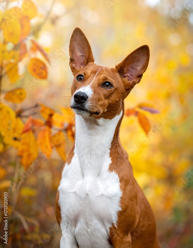 A basenji dog, with rich auburn fur and white markings, gazes intently into the autumnal landscape, a soft focus of vibrant golden leaves surrounding it.