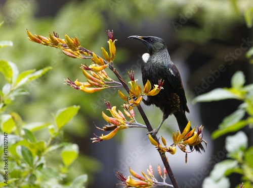  Tui (Prosthemadera novaeseelandiae) perched in flax, Taupo, New Zealand