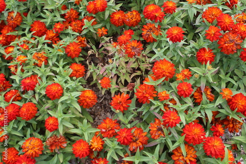 red and yellow tulips