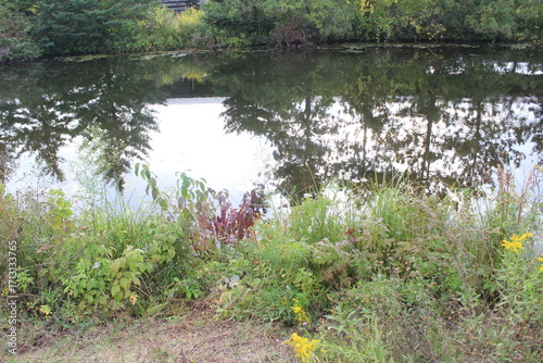 pond with flowers