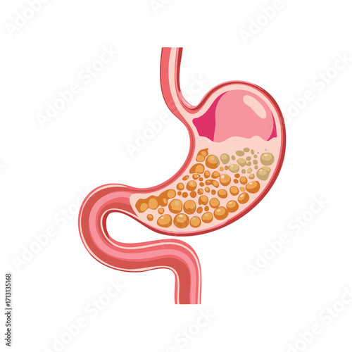 Diagram of Human Stomach Showing Digestion of Food With Bubbles and Contents
