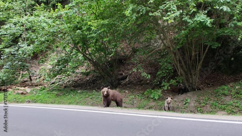 Carpathian brown bear mother and her cub are standing by the side of the Transfagarasan mountain road in Transylvania, Romania, surrounded by lush forest vegetation
