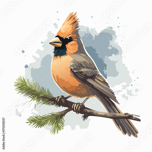 red cardinal on frosted holly branch graphite sketch with watercolor wash backdrop
