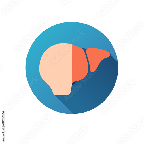 Stylized flat icon of a human liver in a blue circle with a long shadow