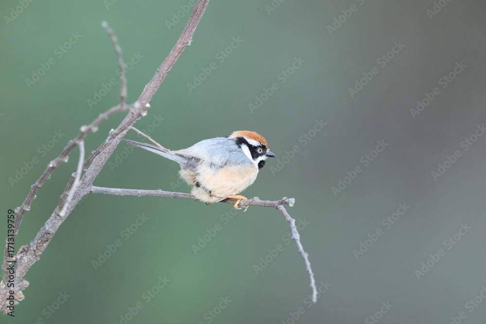 Ταπετσαρία Black-throated bushtit (Aegithalos concinnus iredalei), also known as the black-throated tit, is a very small passerine bird in the family Aegithalidae